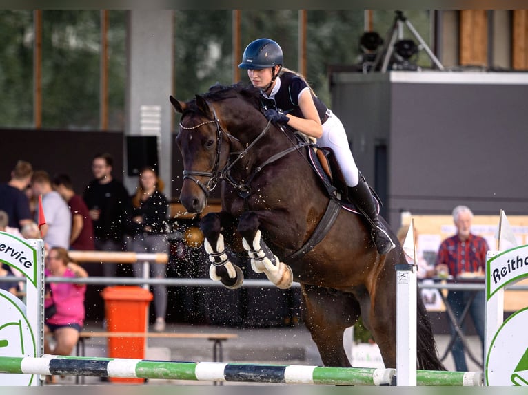 Holstein Gelding 10 years 16.2 hh Bay-Dark in Münster