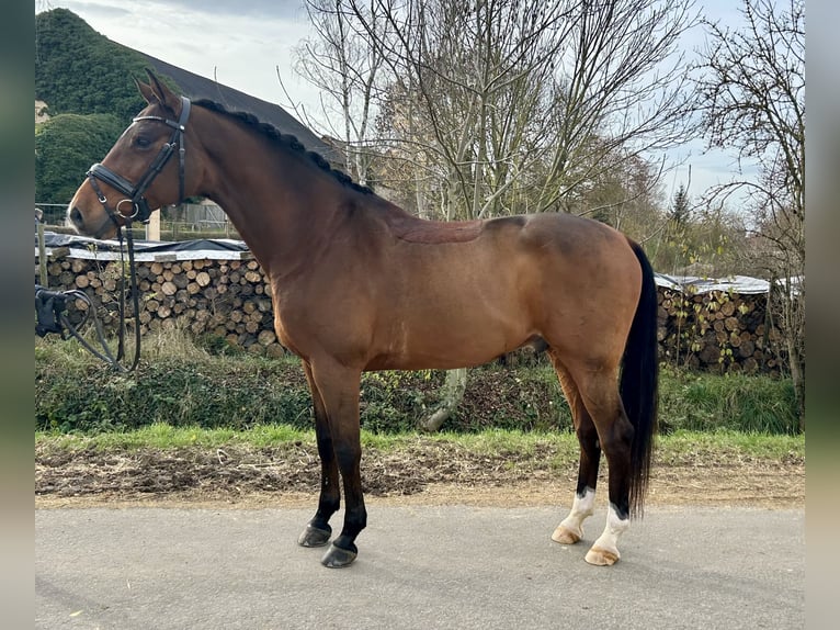 Holstein Gelding 10 years 16,2 hh Brown in Framersheim