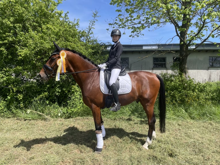 Holstein Gelding 10 years 16,2 hh Brown in Framersheim