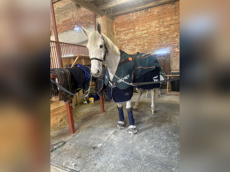 Holstein Gelding 10 years 16,2 hh Gray in Kitzscher