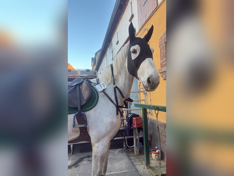 Holstein Gelding 10 years 16,2 hh Gray in Kitzscher