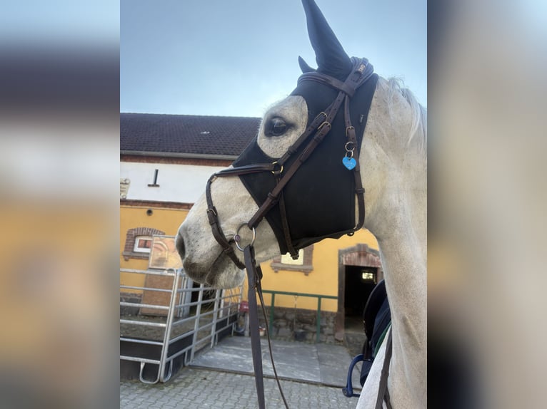 Holstein Gelding 10 years 16,2 hh Gray in Kitzscher