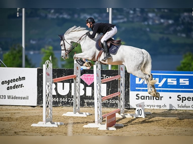 Holstein Gelding 10 years 16,2 hh Gray in Winkel