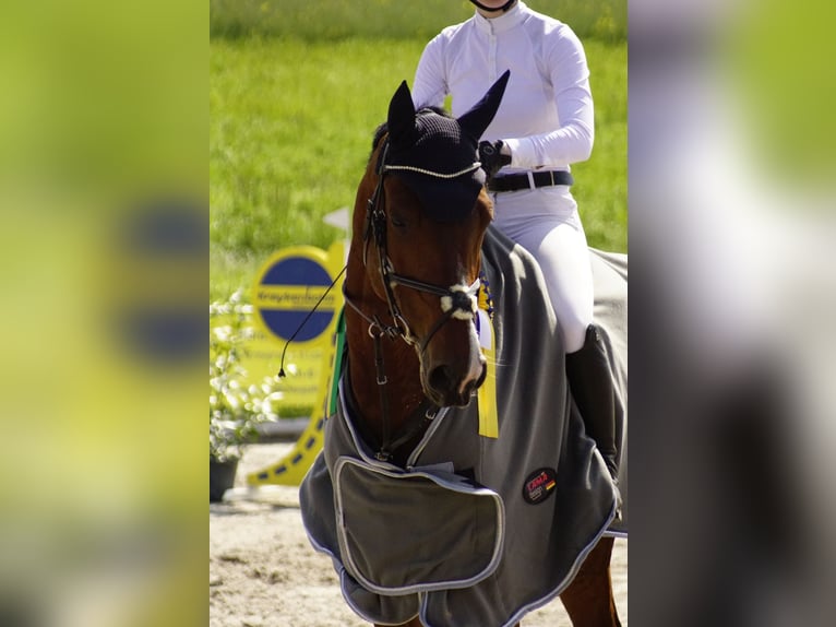 Holstein Gelding 10 years 16.3 hh Brown in Duderstadt