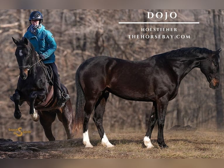 Holstein Gelding 10 years 16 hh Bay in Bogard, MO