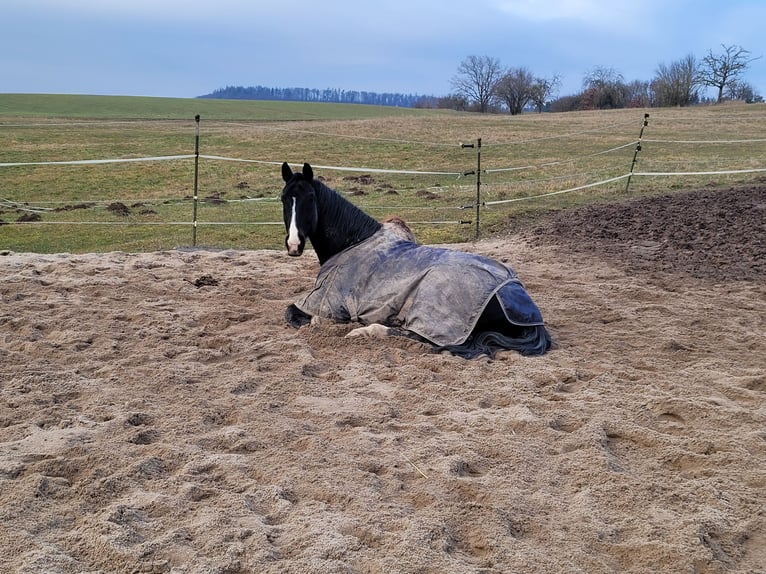 Holstein Gelding 10 years 16 hh Black in Dombühl