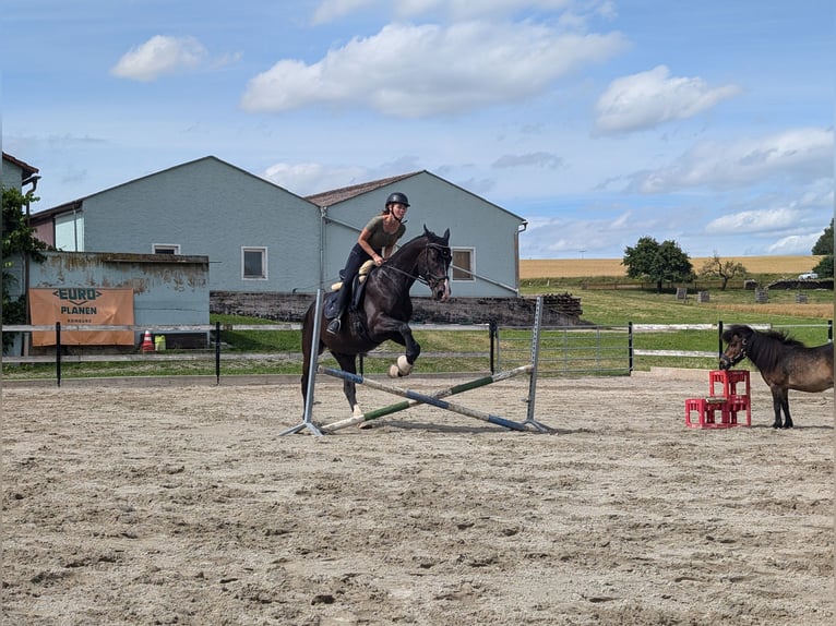 Holstein Gelding 10 years 16 hh Black in Dombühl