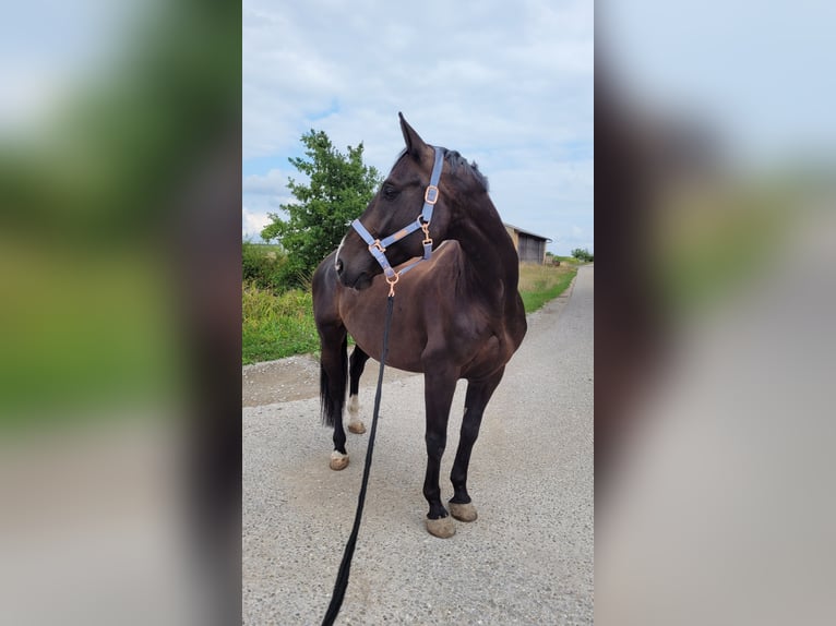 Holstein Gelding 10 years 16 hh Black in Feuchtwangen