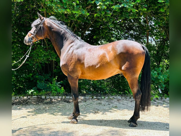 Holstein Gelding 10 years 16 hh Brown in Meschede