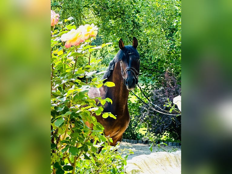 Holstein Gelding 10 years 16 hh Brown in Meschede