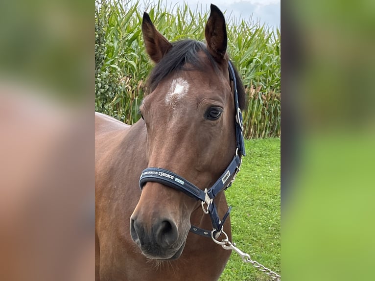 Holstein Gelding 10 years 16 hh Brown in Du&#xDF;lingen