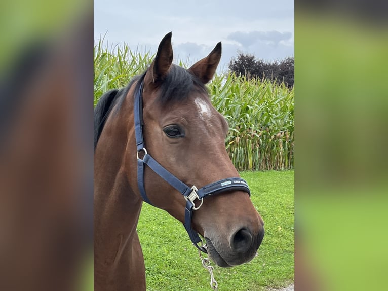 Holstein Gelding 10 years 16 hh Brown in Du&#xDF;lingen