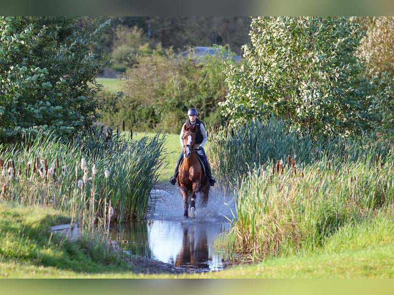 Holstein Gelding 10 years 16 hh Chestnut-Red in Sch&#xF6;nberg