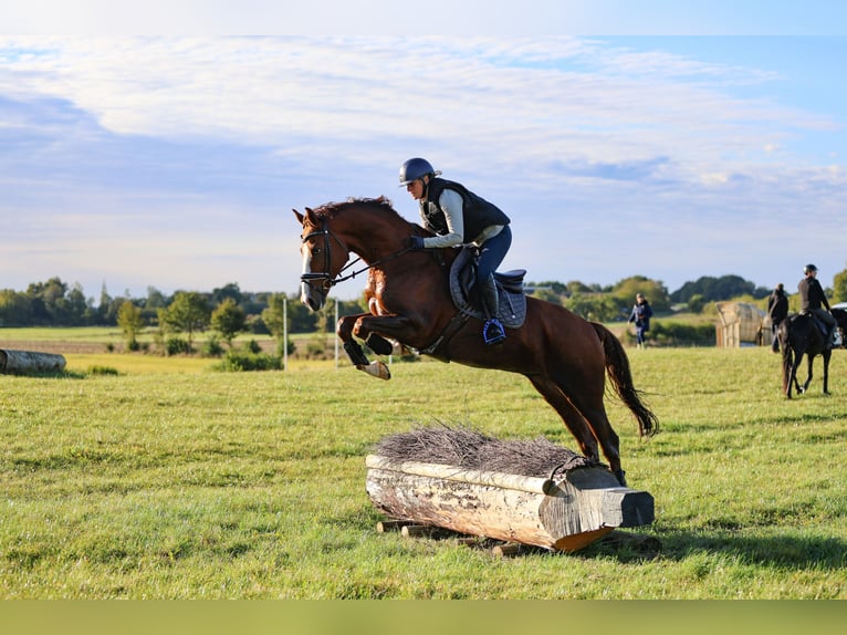 Holstein Gelding 10 years 16 hh Chestnut-Red in Sch&#xF6;nberg