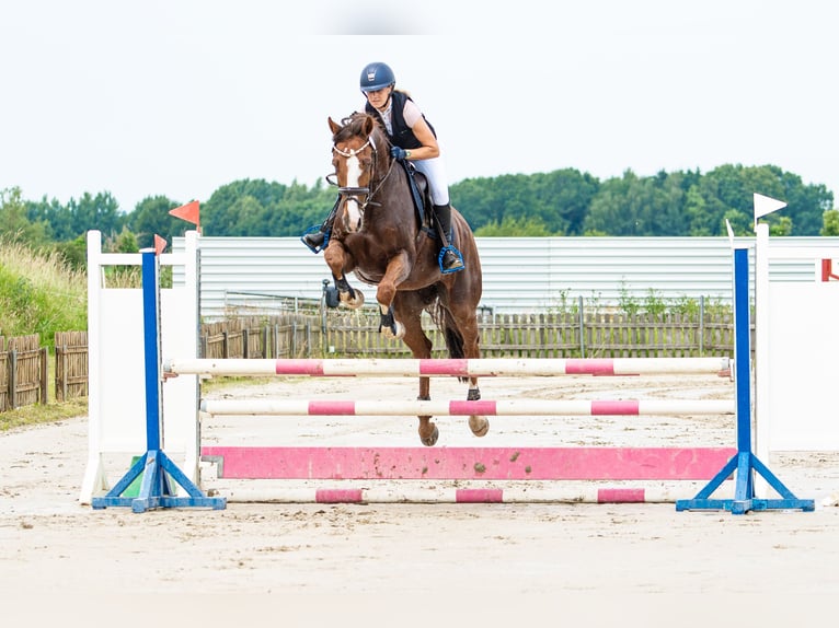 Holstein Gelding 10 years 16 hh Chestnut-Red in Sch&#xF6;nberg
