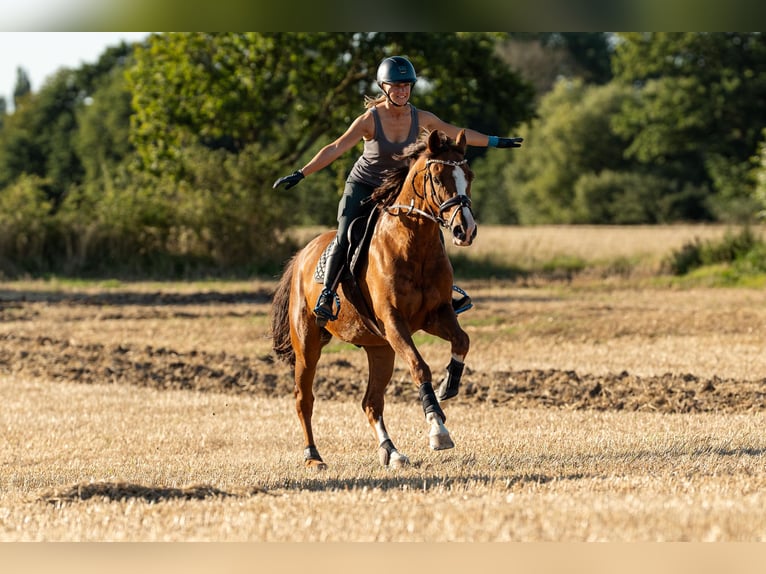 Holstein Gelding 10 years 16 hh Chestnut-Red in Sch&#xF6;nberg