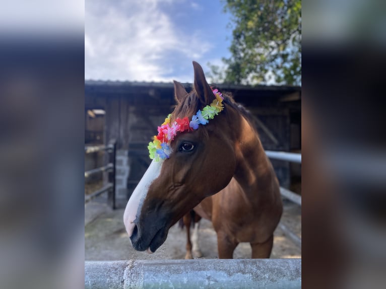 Holstein Gelding 10 years 16 hh Chestnut-Red in Sch&#xF6;nberg