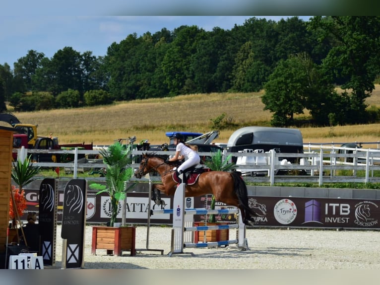 Holstein Gelding 10 years 16 hh in Raciborowice G&#xF3;rne
