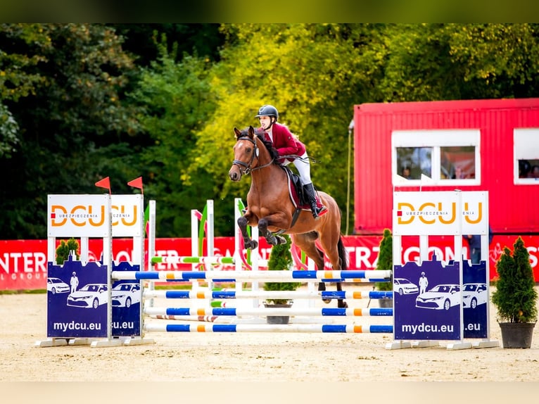 Holstein Gelding 10 years 16 hh in Raciborowice G&#xF3;rne