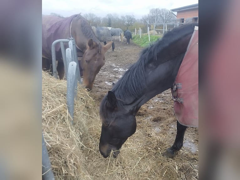 Holstein Gelding 10 years 16 hh Smoky-Black in Henstedt-Ulzburg