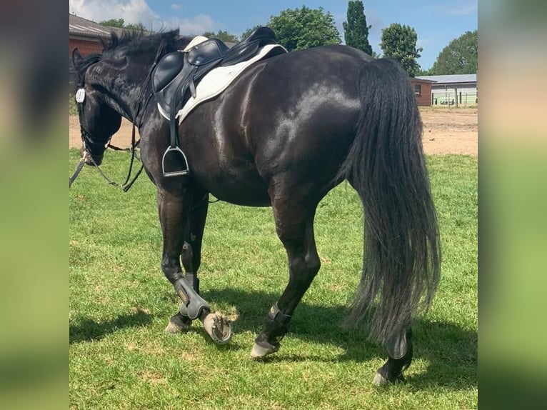 Holstein Gelding 10 years 16 hh Smoky-Black in Henstedt-Ulzburg