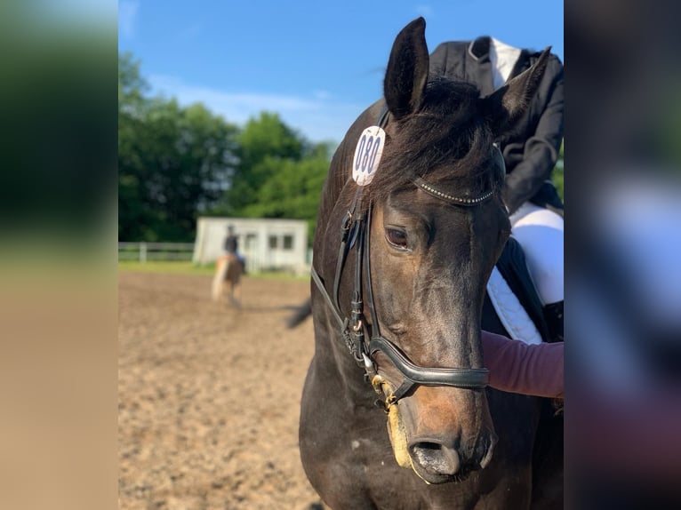 Holstein Gelding 10 years 16 hh Smoky-Black in Henstedt-Ulzburg