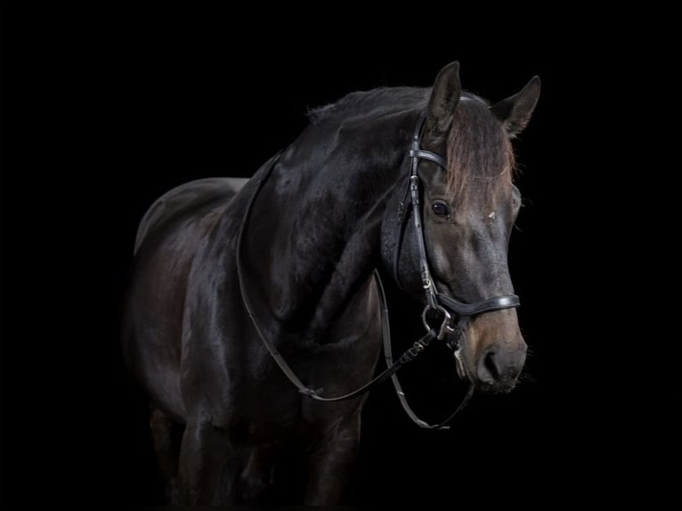 Holstein Gelding 10 years 16 hh Smoky-Black in Henstedt-Ulzburg