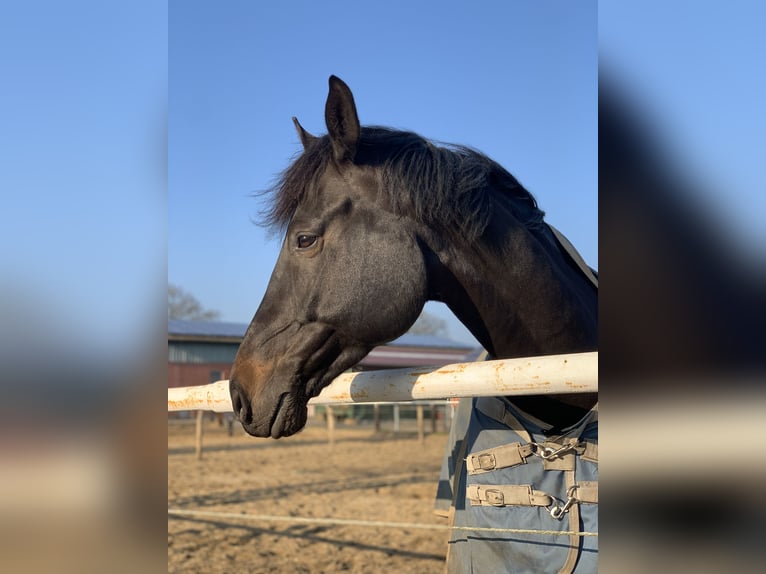 Holstein Gelding 10 years 16 hh Smoky-Black in Henstedt-Ulzburg