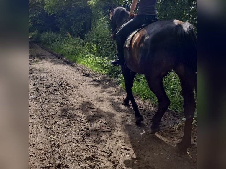 Holstein Gelding 10 years 16 hh Smoky-Black in Henstedt-Ulzburg