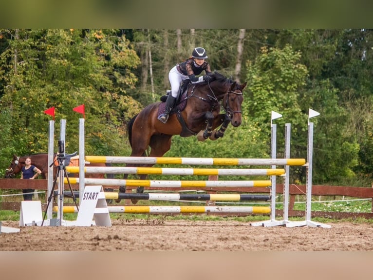 Holstein Gelding 10 years 16,1 hh Bay-Dark in Olsztyn