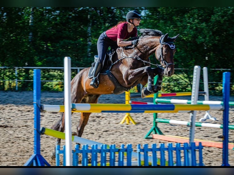 Holstein Gelding 10 years 16,1 hh Bay-Dark in Olsztyn