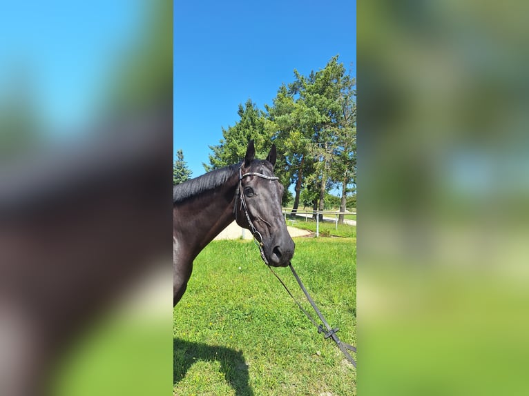Holstein Gelding 10 years 16,1 hh Black in Durmersheim