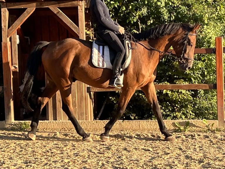 Holstein Gelding 10 years 16,1 hh Brown in Ursensollen