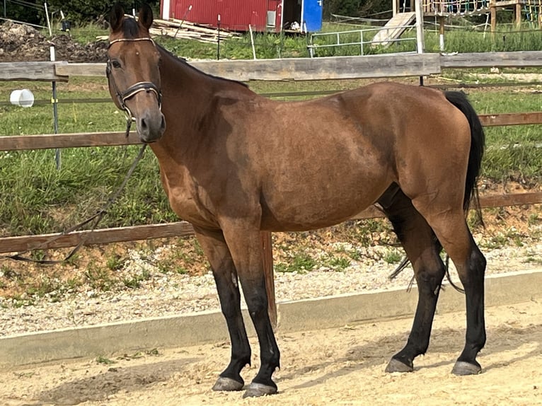 Holstein Gelding 10 years 16,1 hh Brown in Ursensollen