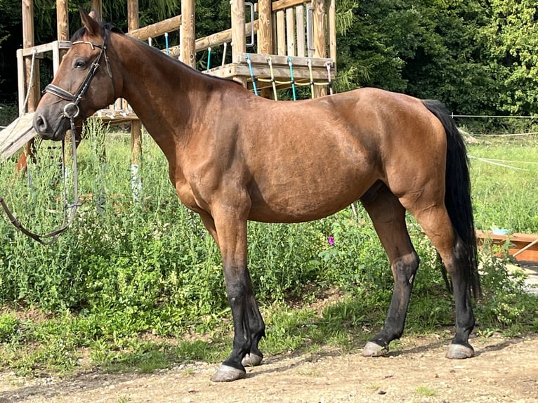 Holstein Gelding 10 years 16,1 hh Brown in Ursensollen