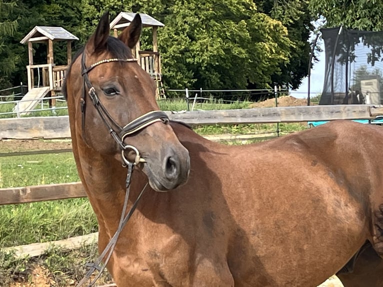 Holstein Gelding 10 years 16,1 hh Brown in Ursensollen
