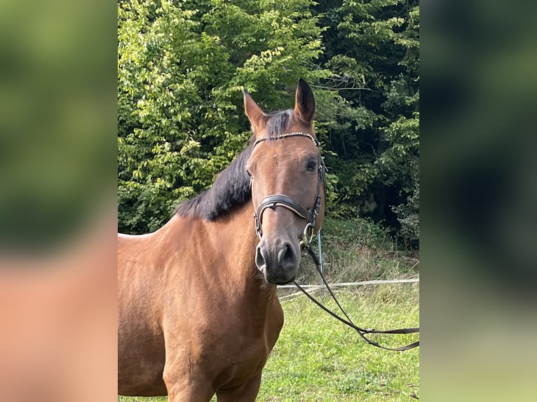 Holstein Gelding 10 years 16,1 hh Brown in Ursensollen