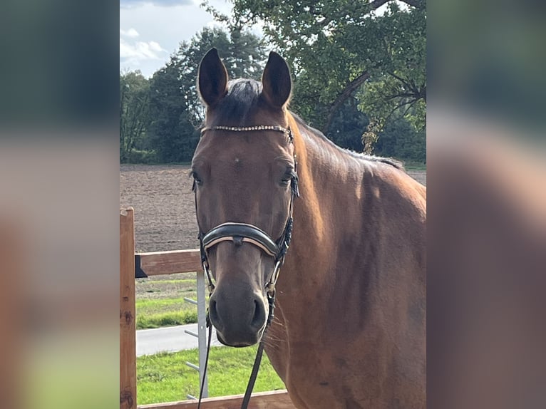 Holstein Gelding 10 years 16,1 hh Brown in Ursensollen