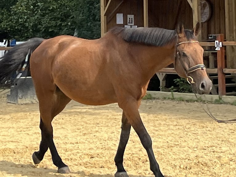 Holstein Gelding 10 years 16,1 hh Brown in Ursensollen