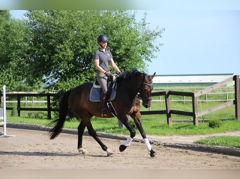 Holstein Gelding 10 years 16,2 hh Bay-Dark in Sch&#xFC;lp
