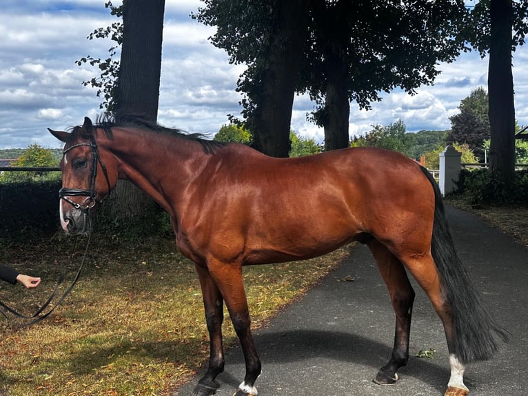 Holstein Gelding 10 years 16,2 hh Brown in Osnabr&#xFC;ck
