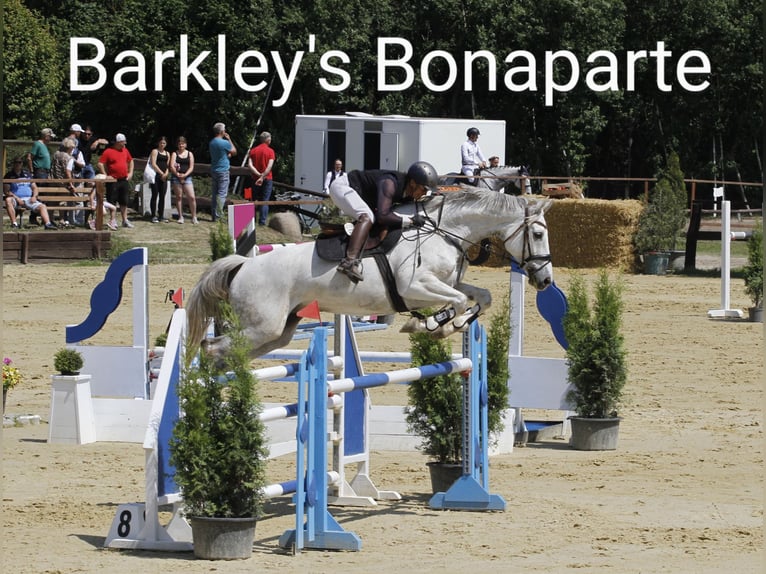 Holstein Gelding 10 years 16,2 hh Grey in Bernau bei Berlin