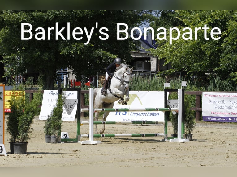 Holstein Gelding 10 years 16,2 hh Grey in Bernau bei Berlin