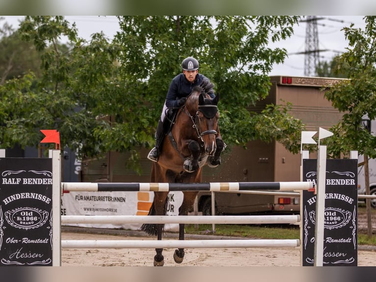 Holstein Gelding 10 years 16,3 hh Bay-Dark in Bad K&#xF6;nig