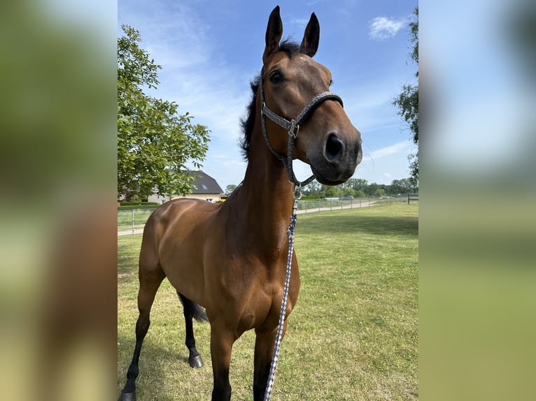 Holstein Gelding 10 years 16,3 hh Brown in Damm