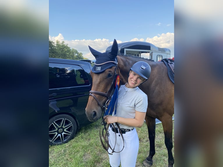 Holstein Gelding 10 years 16,3 hh Brown in Damm