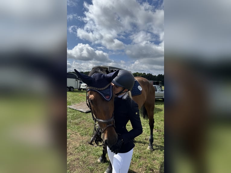 Holstein Gelding 10 years 16,3 hh Brown in Damm