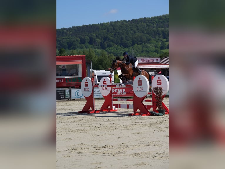 Holstein Gelding 10 years 16,3 hh Brown in Duderstadt