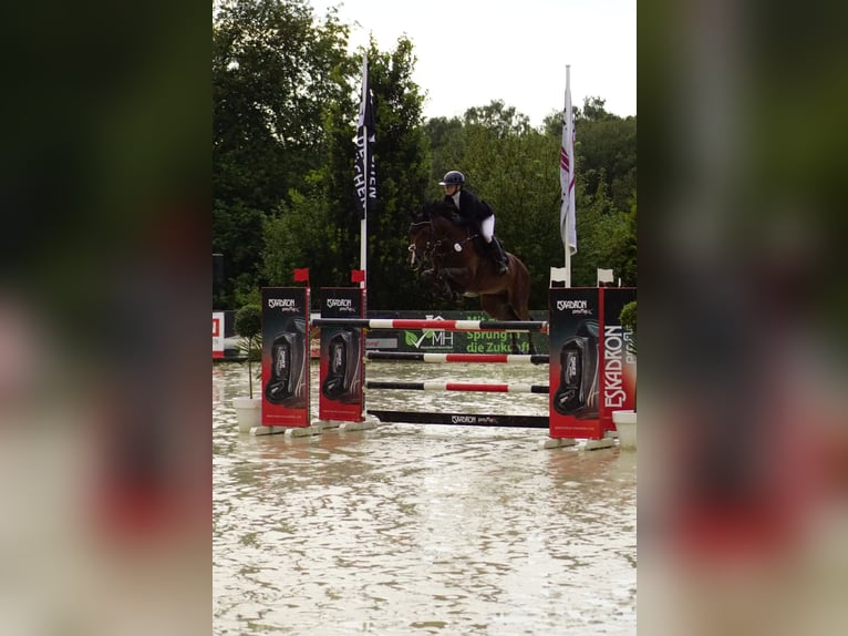 Holstein Gelding 10 years 16,3 hh Brown in Duderstadt