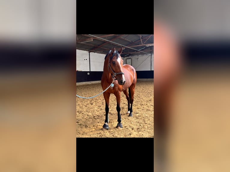 Holstein Gelding 10 years 17,1 hh Brown in Düsseldorf